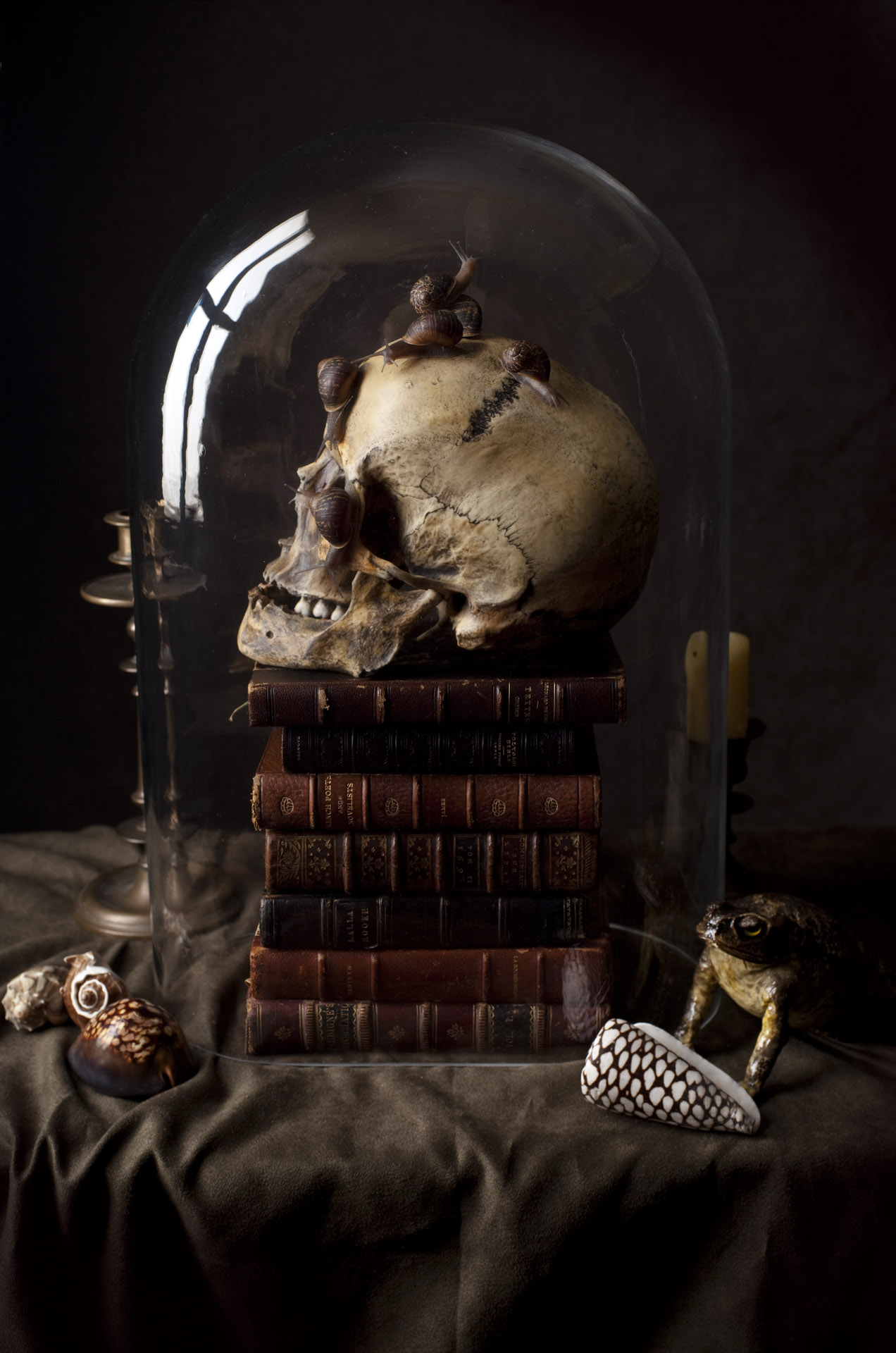 Vanitas dome with snails