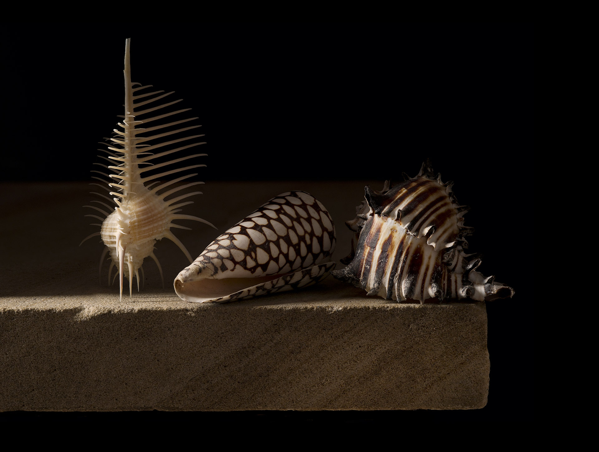 Still life with three shells